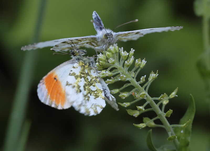 Anthocharis cardamines